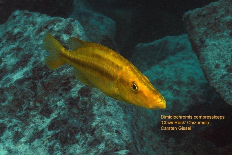 Dimidiochromis compressiceps 'Chiwi Rocks'